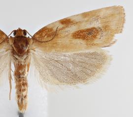   C. lambertiana , male .  © Loren Jones. Image used with permission.
